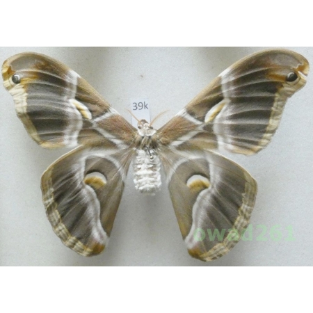 Samia cynthia (Drury, 1773) female ex. ovo China 104mm39k